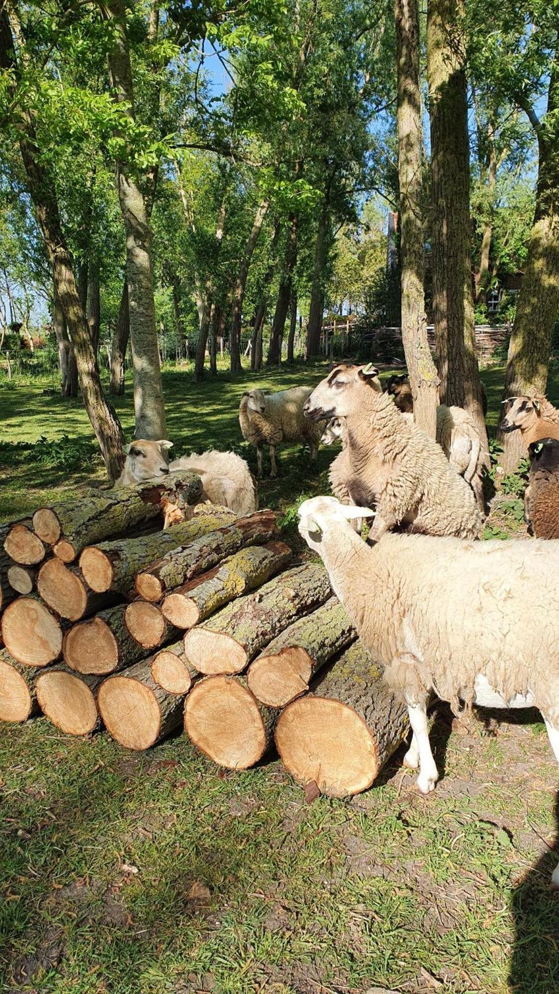 De Zeeuwsche Hoeve Kerkwerve Εξωτερικό φωτογραφία