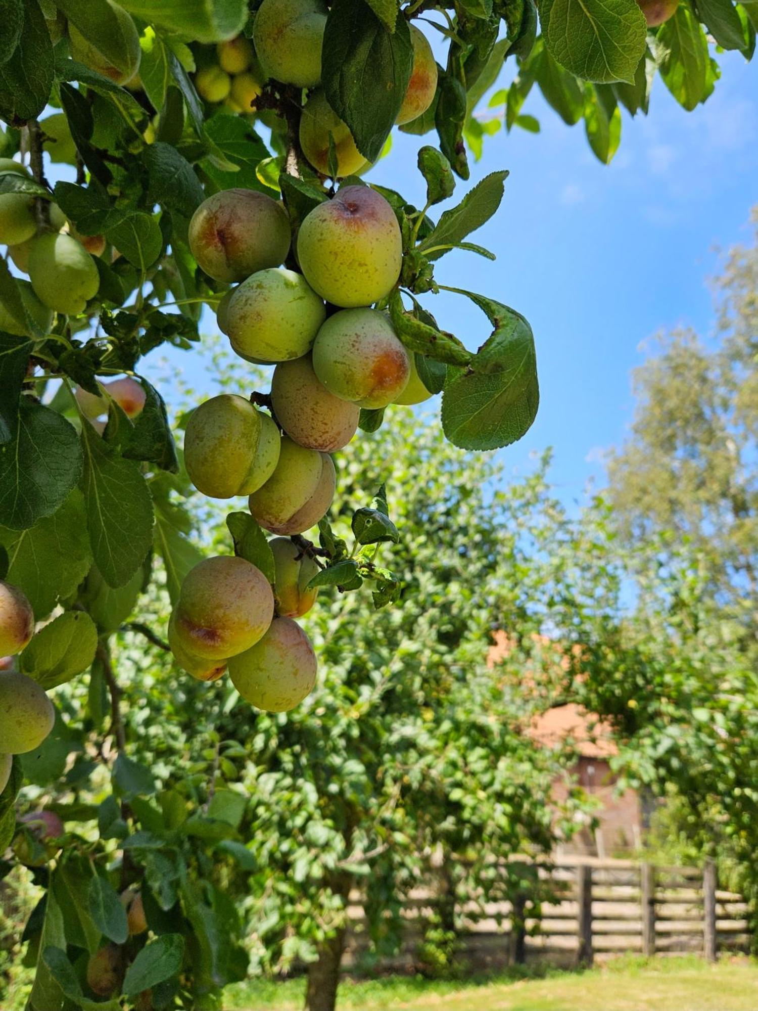 De Zeeuwsche Hoeve Kerkwerve Εξωτερικό φωτογραφία