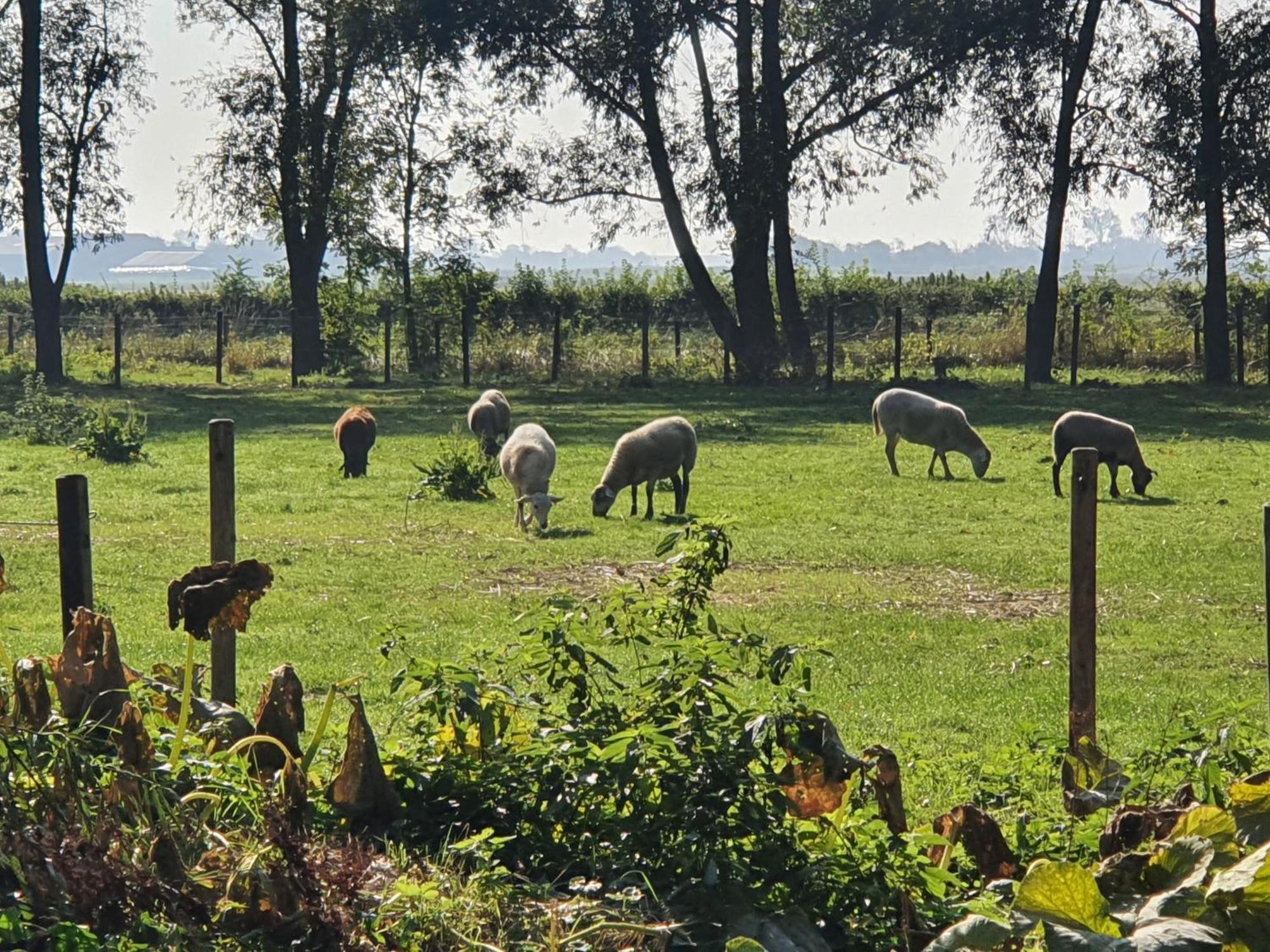 De Zeeuwsche Hoeve Kerkwerve Εξωτερικό φωτογραφία